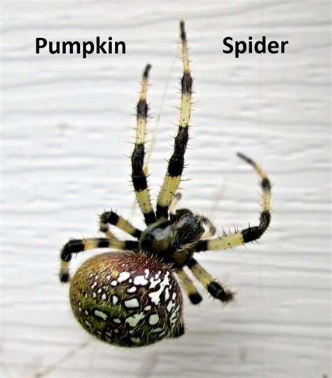 Real Spooky Orb Weaver Pumpkin Spiders Hubpages