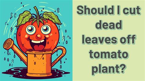 Should I Cut Dead Leaves Off Tomato Plant Youtube