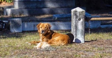 White Wolf Golden Retriever Grieves Refuses To Leave Side Of Dead