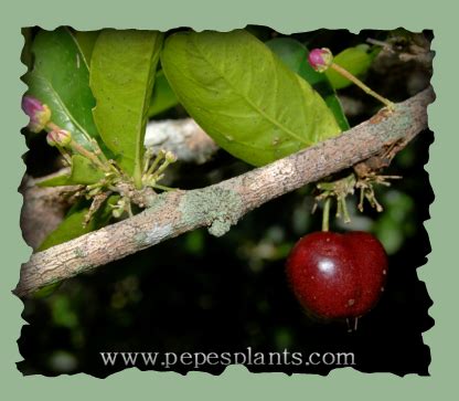 Buy Barbados Cherry Acerola Plants For Sale And Free Shipping