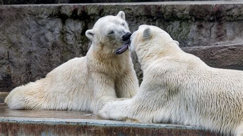Kissing Polar Bears A Photo On Flickriver