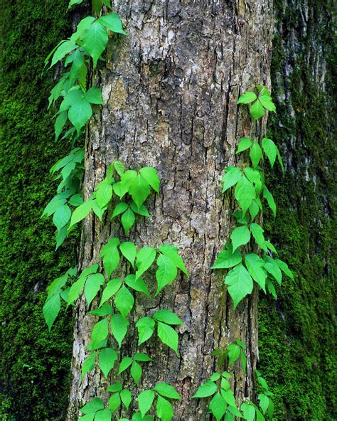 Poison Ivy Vine On Tree Trunk Photograph By Panoramic Images Fine Art
