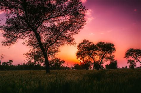 Sunset Behind The Trees In Pakistan Image Free Stock Photo Public