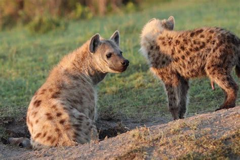 Hyenas Seen Sharing Their Dens With Porcupines And Warthogs Kowatek