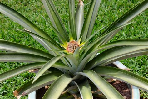 Photos Of Pineapple Plant Inside Nanabreads Head