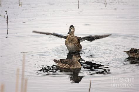 Teal Ducks Photograph By Lori Tordsen Fine Art America