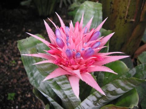 15 Bromeliad Varieties And Types You Will Love To Grow Plants Craze