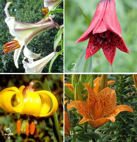 Learn to identify lilies, from asiatic to trumpet and other hybrid varieties. The Lavish Lily