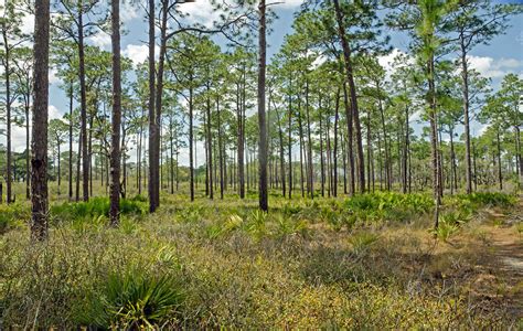 Longleaf Pine Forest Stock Image F0318999 Science Photo Library