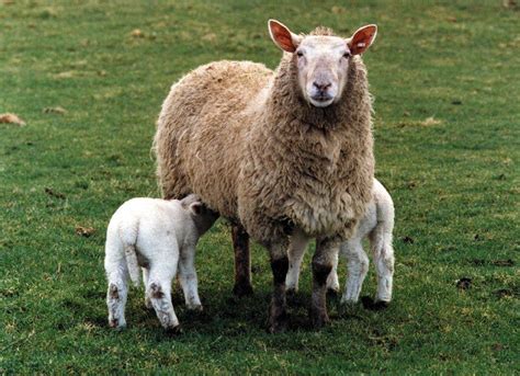 Breeding Ewes Feeding Considerations Sheep Farm