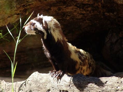 🔥 The Marbled Polecat Vormela Peregusna Is A Small Mustelid Found In