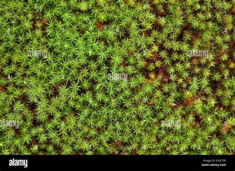 Commune Polytrichum Also Known As Common Haircap Moss Green Moss