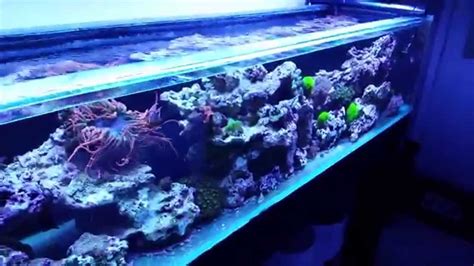 210 Gallon Reef Tank Project Youtube