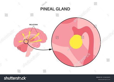Pineal Gland Epithalamus Anatomy Human Brain เวกเตอร์สต็อก ปลอดค่า