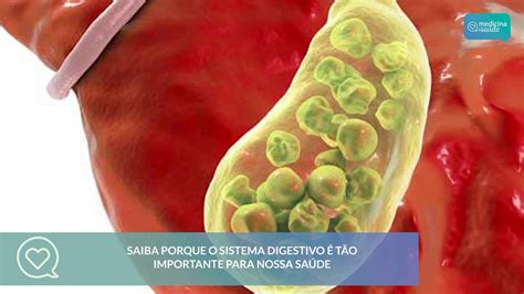 A Importancia Da Digestão Para O Nosso Corpo é