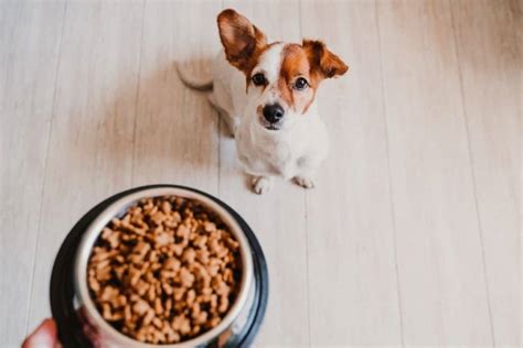 Can You Microwave Your Pets Food Pros And Cons
