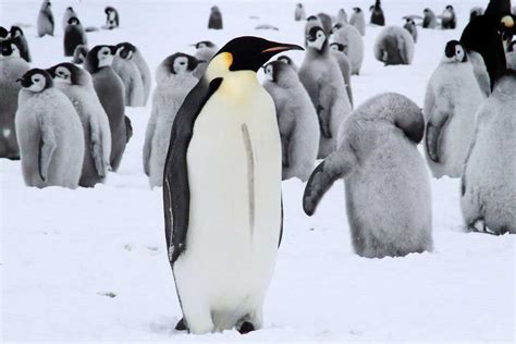 Missione Antartide Pinguini Vicini Di Base Le Scienze