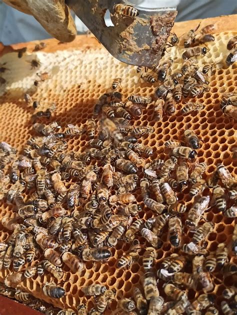 Best Beekeeping Practices For Summertime Part I Apiary Book Blog