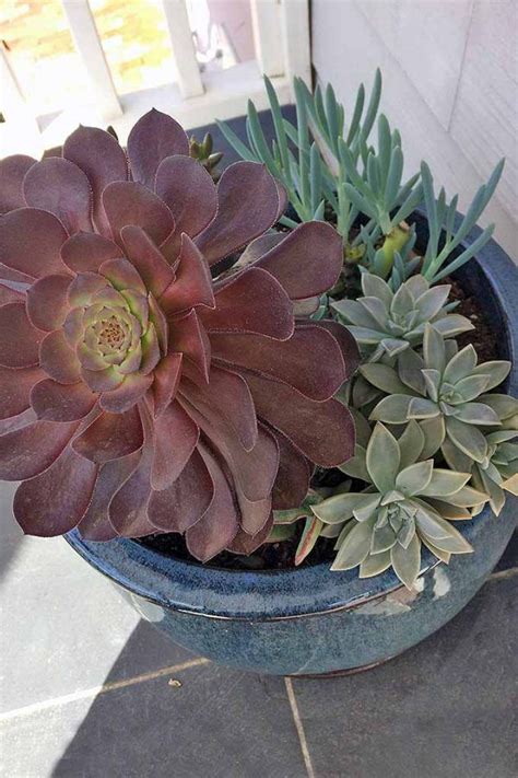 Propagating Succulents In 5 Easy Steps Gardeners Path