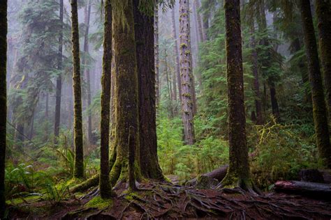 Oregon Coast Rain Forest Vibes 7501x5304 Oc Rmostbeautiful
