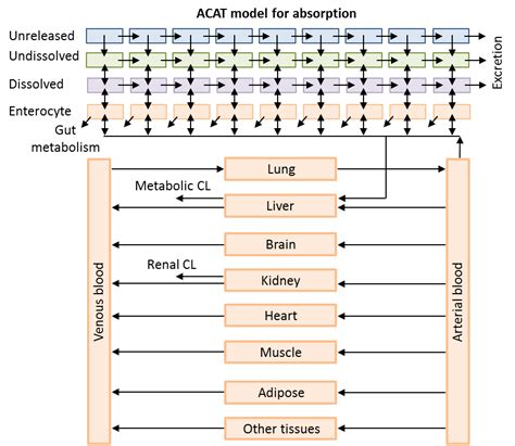 Physiologically Based Pharmacokinetic Modeling A Tool For