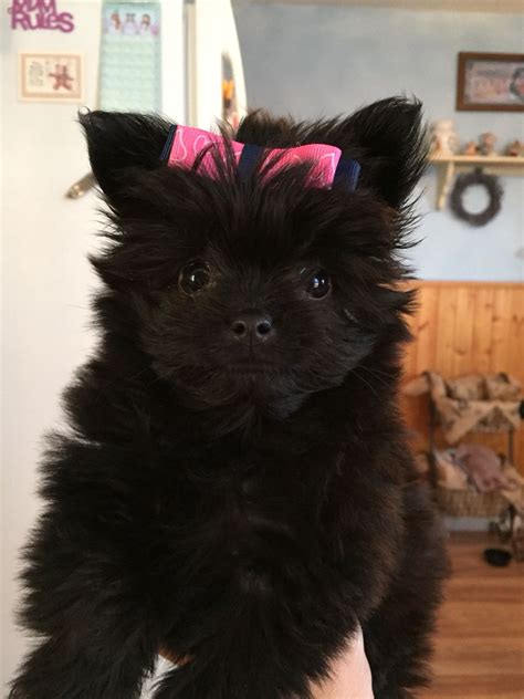 We did not find results for: How cute !!!! Pomeranian poodle mix | Poodle mix, Cute dogs, Little dogs