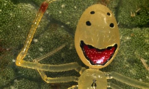 Meet The Happy Face Spider The Insect That Will Make Even