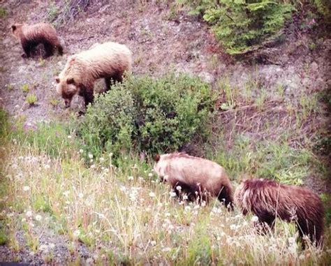 Roadside Grizzly Bear Viewing A Safety Concern Say Officials Cbc News