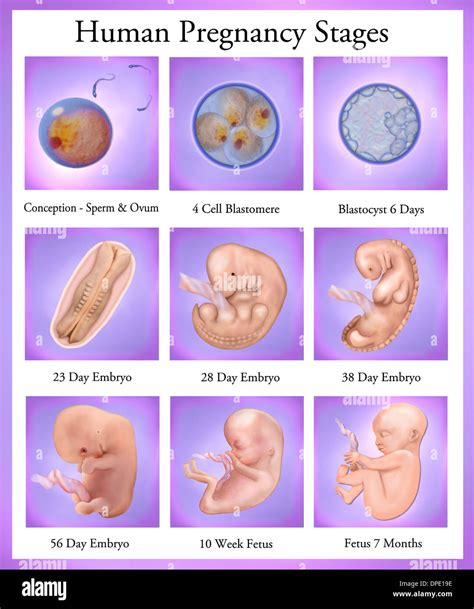 Human Pregnancy Stages Stock Photo Alamy
