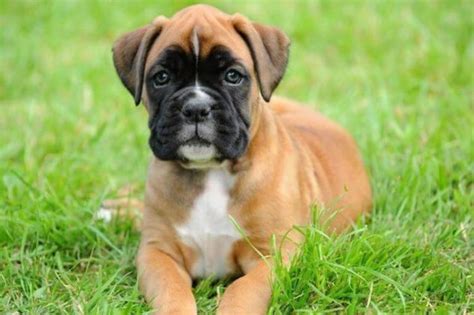 Boxer Temperament Breeders Price And Puppies For Sale
