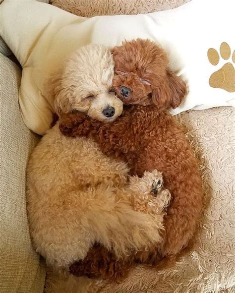 This Looks Exactly Like My Two Babies Toy Poodles Toy Poodles Yorkie