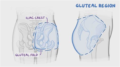 Surface Anatomy Of The Posterior Pelvis And Gluteal Region