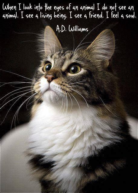 We hope that these quotes bring you or your loved one comfort as you mourn the loss of a faithful companion. Cat Friend Quotes. QuotesGram