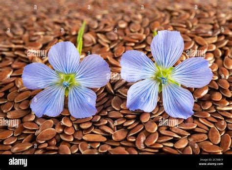 Flaxseed Flower Hi Res Stock Photography And Images Alamy