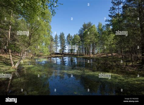 A Secluded Forest Pond At Mogshade Hill In The New Forest Hampshire