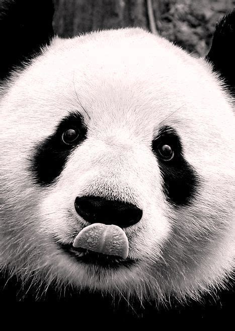 Vind & download gratis grafische middelen voor schattige dieren. Ansichtkaart gefotografeerde panda in zwart-wit. Fotografie dieren kaart monochrme decoratie ...