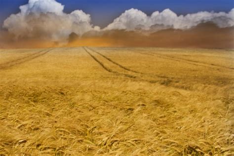 Ukraine Grain Crisis And Dramatic Drop In Wheat Price Signal Ongoing