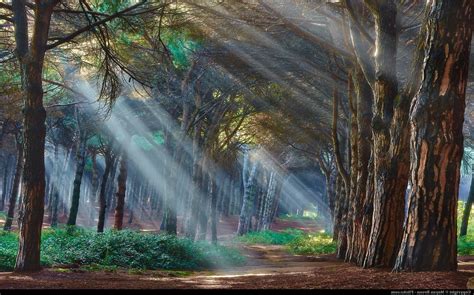 X X Sunlight Nature Trees Wallpaper Kb Coolwallpapers Me