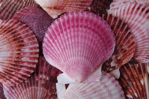 10 Pecten Scallop Seashells For Beach Wedding Purple White
