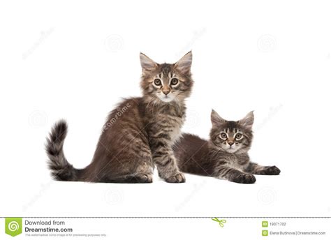 Two Fluffy Kittens Stock Photo Image Of Looking Tabby 19371702