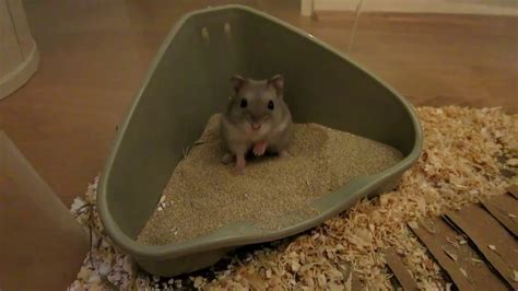 Dwarf Hamster Bathing In Sand Youtube