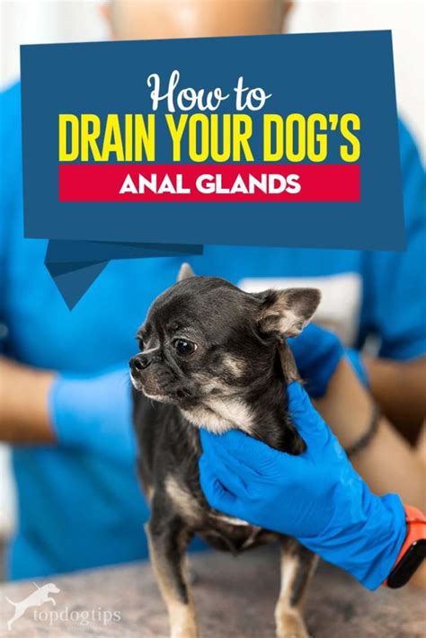 How To Drain Anal Glands On Dogs By Yourself