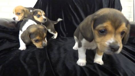 He is outgoing, playful, loving, and charming. 77+ Teacup Beagle For Sale Near Me - l2sanpiero