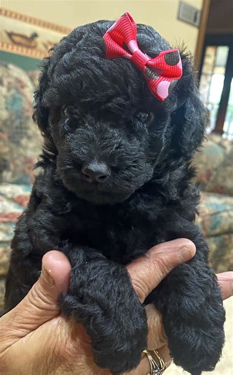 Stunning Toy Poodle Puppies