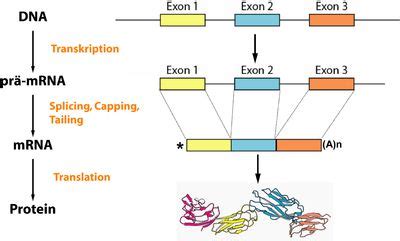 Es gibt allerdings auch impfstoffe. Proteinsynthese- Kindernetzwerk e.V.