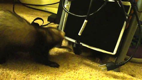 Ferrets Doing Weasel War Dance Youtube