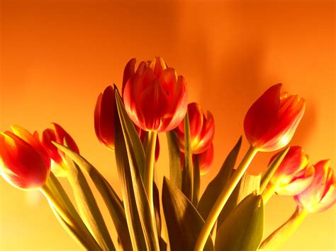 10 Top Desktop Wallpaper Flowers Tulips You Can Save It At No Cost