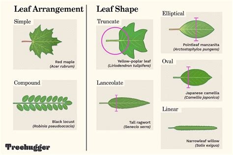 Tree Leaf Chart Shape Margin And Venation