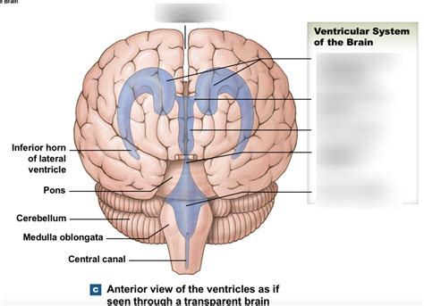 Brain Ventricles Anterior Diagram Quizlet