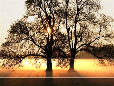 Sign up for free and download 15 free images every day! Tree Sunlight Landscape Background For PowerPoint - Nature ...